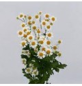 ΤΑΝΑΚΕΤΟΥΜ ΧΑΜΟΜΗΛΙ  TANACETUM  SINGE-VEGMO